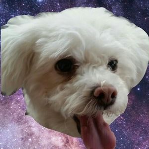 Meet your Posher, Sandy